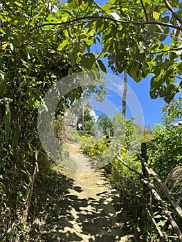 Whimsical Trails: Small Roads Adorned with Blooms