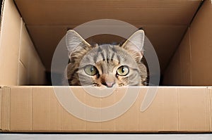 Whimsical Whiskers: Portrait of a Funny Cat Peeking Out of the Box.