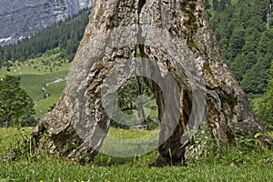 Whimsical window on an old maple tree