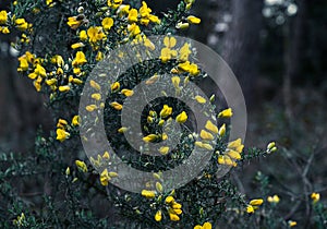 Whin bush yellow gorse flowers blooming