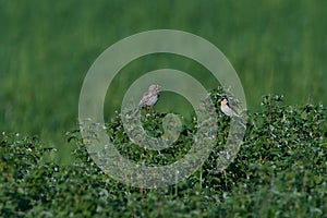 Whinchat and Corn bunting