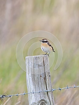 A Whinchat on a fence post