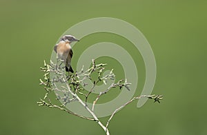 Whinchat perched on plant