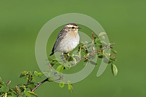 Whinchat (Saxicola rubetra)