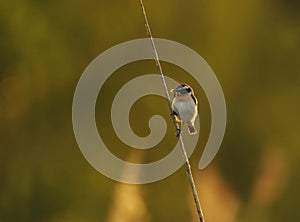 Whinchat (Saxicola rubetra) backlit sitting on a reed with bugs in it\'s beak