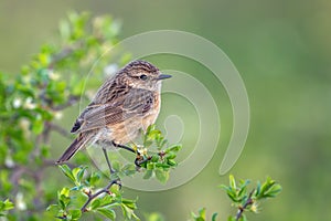 Whinchat Saxicola rubetra bird in the wild