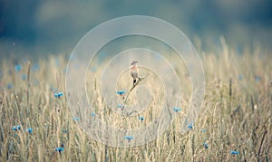 Whinchat saxicola rubetra female sitting on grass