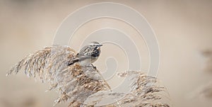 Whinchat saxicola rubetra female sitting on grass