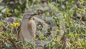 Whinchat among Shrubbery