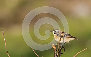 Whinchat on the Stem