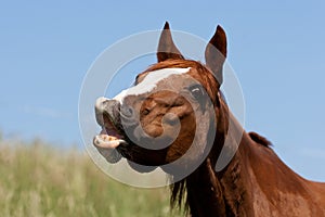 Whinnying horse
