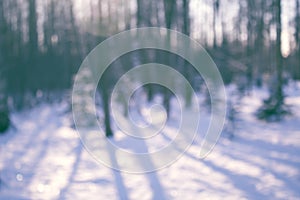 Whinter snow forest, dephocused season background