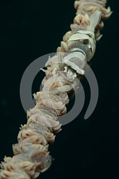 Whip coral commensal shrimp photo