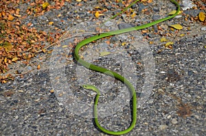 Whip-like green snake - genus of snakes of the family Colubrid