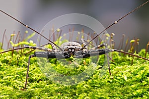 Whip Scorpion (amblypygi) photo