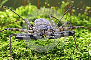 Whip Scorpion (amblypygi) photo