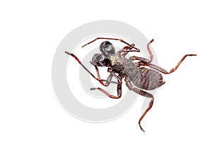 Whip scorpion isolated on white.