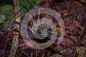 Whip Scorpion walking toward viewer through dry leafs, whip Scorpion amblypygi inside of the forest in Cuyabeno National