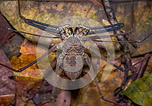 Whip Scorpion walking toward viewer through dry leafs, whip Scorpion amblypygi inside of the forest in Cuyabeno National