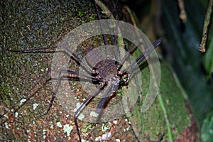 Whip spider