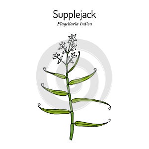 Whip vine, or hell tail, supplejack, false rattan, bush cane Flagellaria indica, medicinal plant