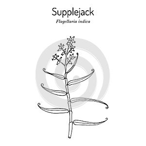 Whip vine, or supplejack, Flagellaria indica, medicinal plant