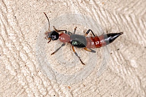 Whiplash Beetle photo