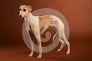 Whippet