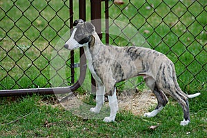 Whippet