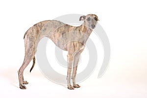 Whippet