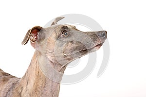 Whippet
