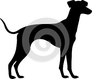 whippet Black Silhouette Generative Ai