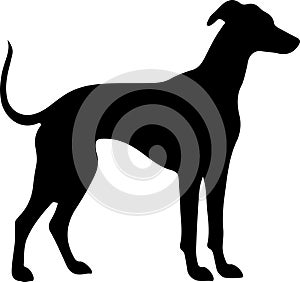 whippet Black Silhouette Generative Ai