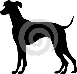 whippet Black Silhouette Generative Ai