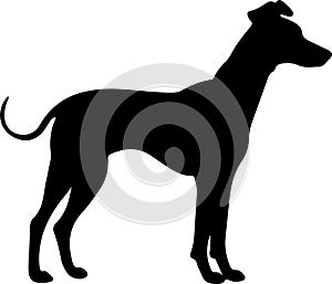 Whippet Black Silhouette Generative Ai