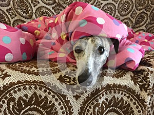 Whippet in blanket