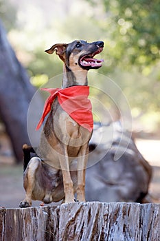 A Whippet breed dog sitting on a log in a forest
