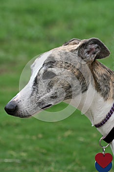 Whippet Close-Up