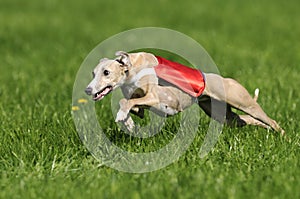 Whippet coursing