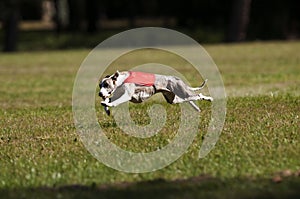 Whippet coursing