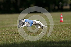 Whippet coursing