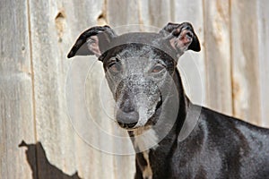 Whippet dog