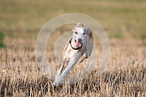 Whippet dog