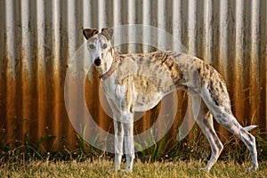 Whippet dog