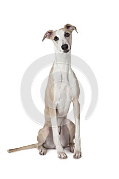 The Whippet dog