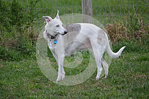 Whippet dog in the field