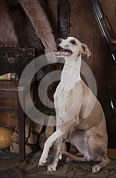 Whippet dog with hunting accessories