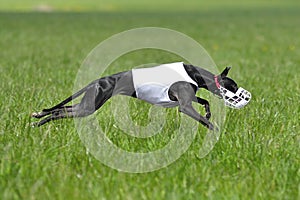 Whippet dog in lure coursing competition