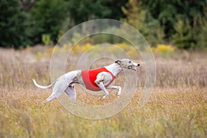 Whippet dog running. Coursing training