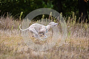 Whippet dog running. Coursing training